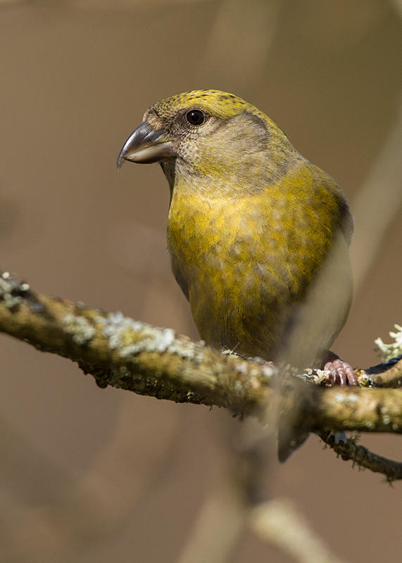 Common Crossbill    Wales