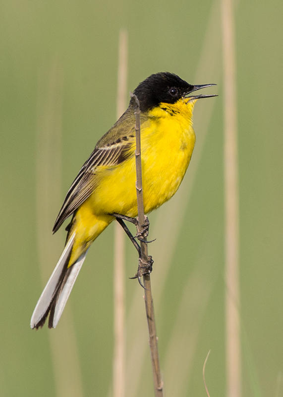 (Black-headed) Yellow Wagtail Bulgaria