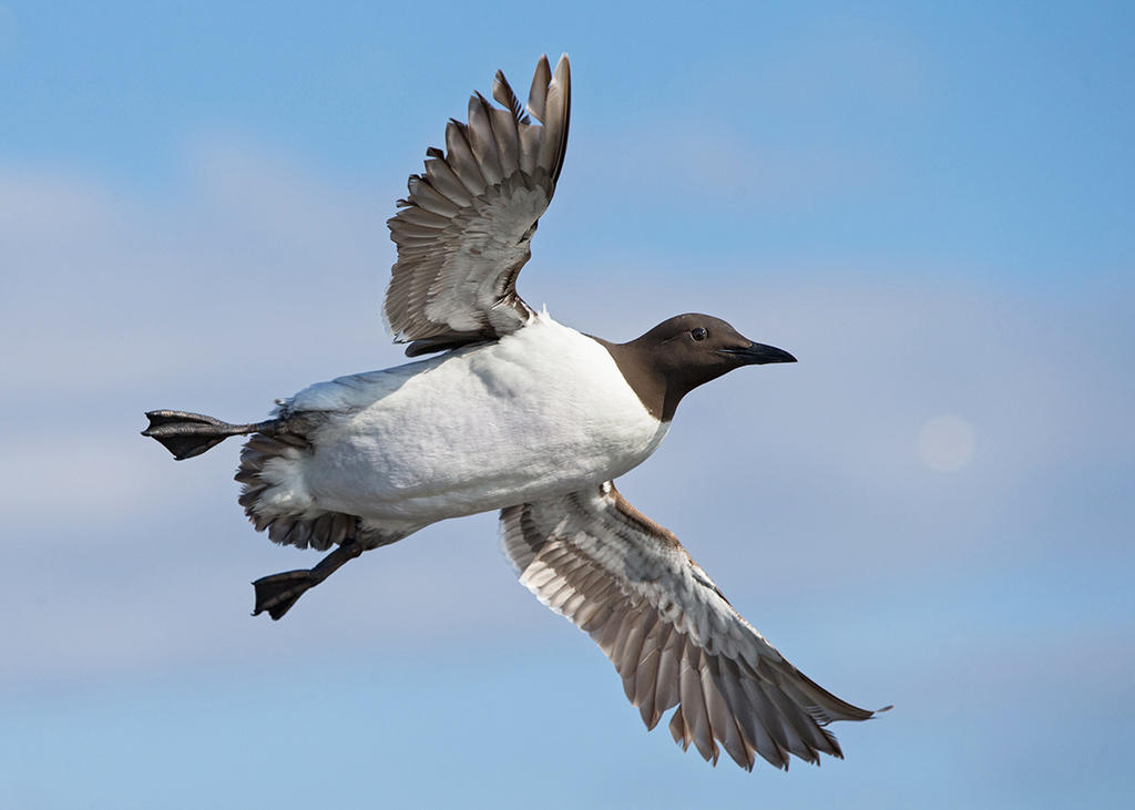 Guillemot  Isle of May,Scotland