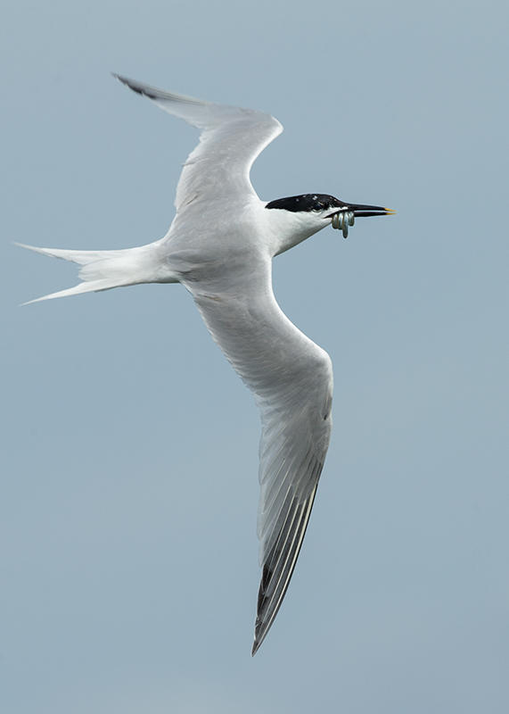 Sandwich Tern  Cemlyn Bay Anglesey