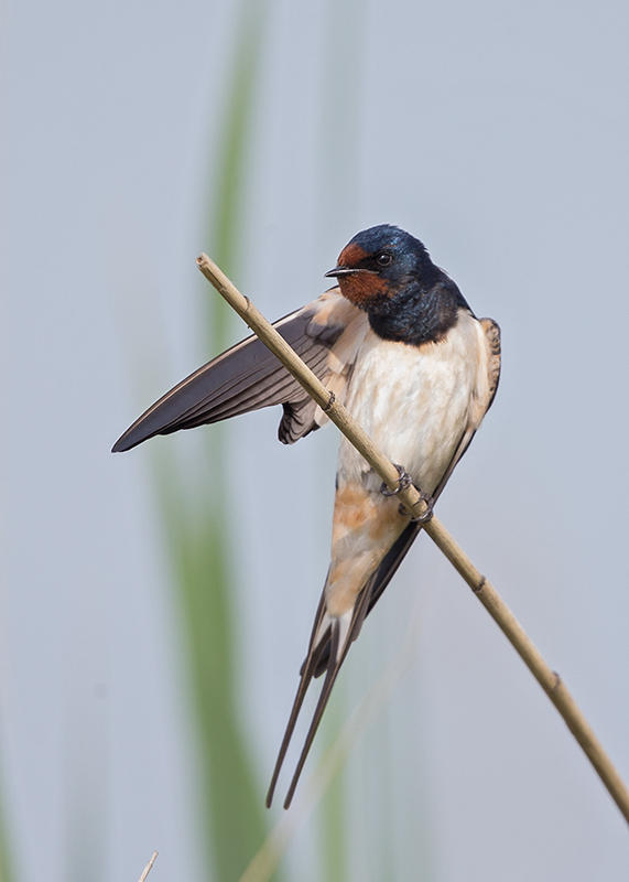Barn Swallow  Bulgaria