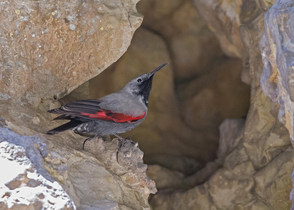 Wallcreeper   Bulgaria