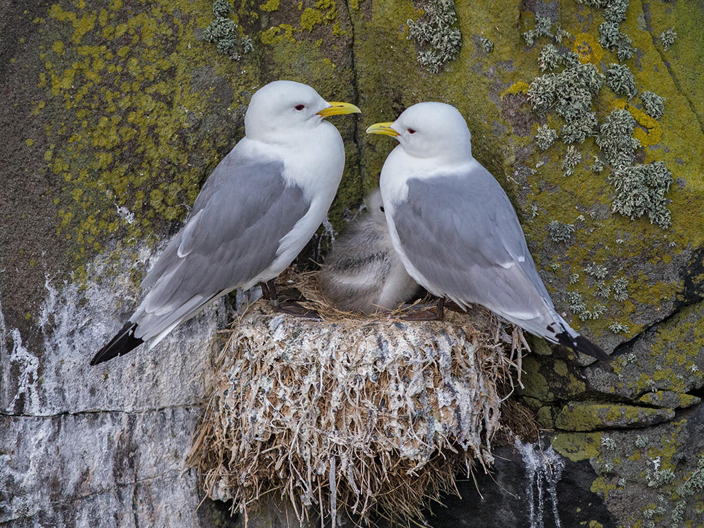 Kittiwake    Scotland