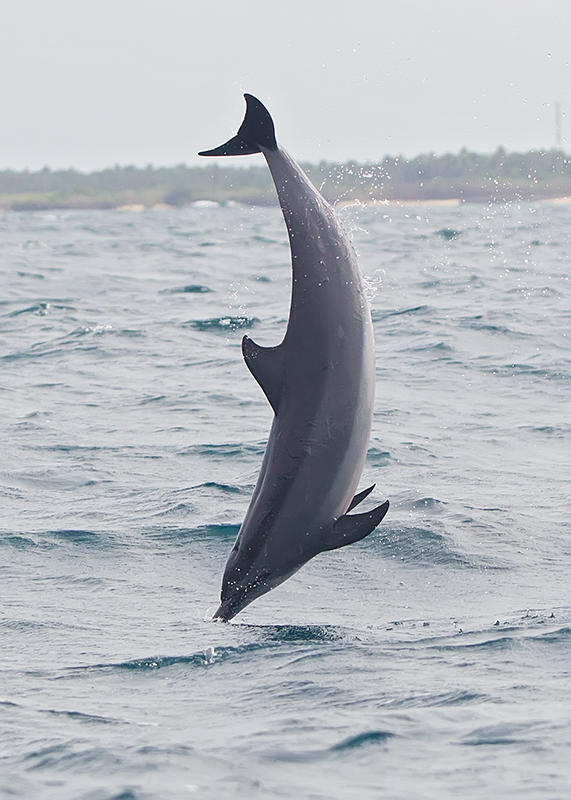 Spinner Dolphin   Kalpatyia,Sri Lanka