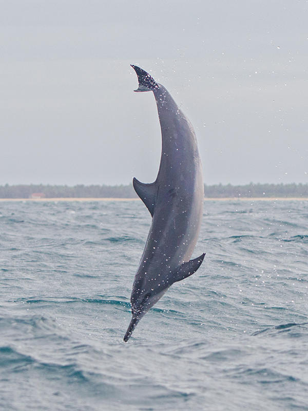 Spinner Dolphin   Kalpatyia,Sri Lanka