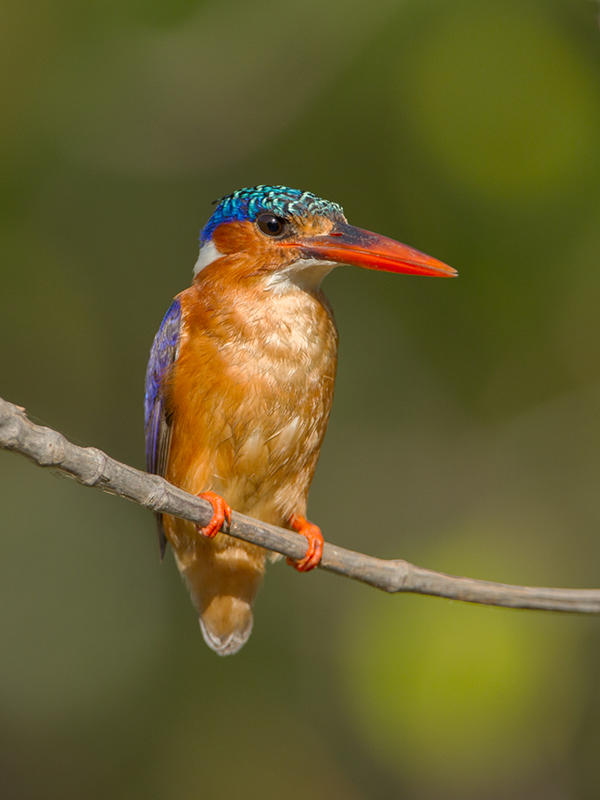 Malachite Kingfisher   Gambia 