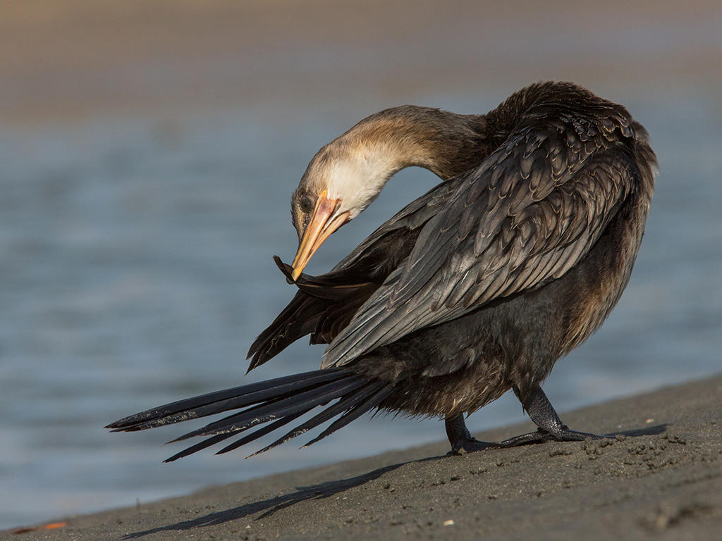 Long-tailed Cormorant     Gambia