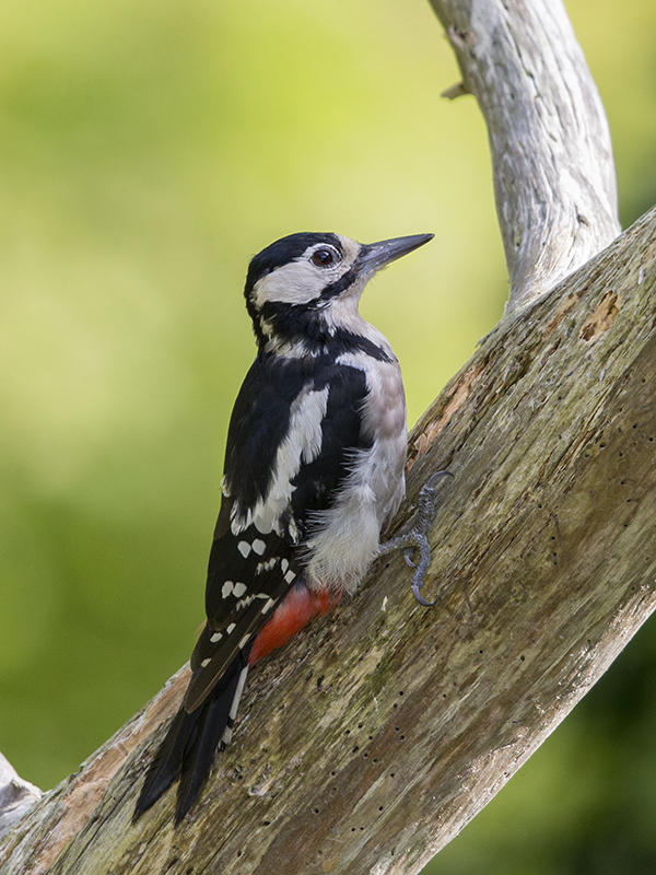 Great Spotted Woodpecker      Wales