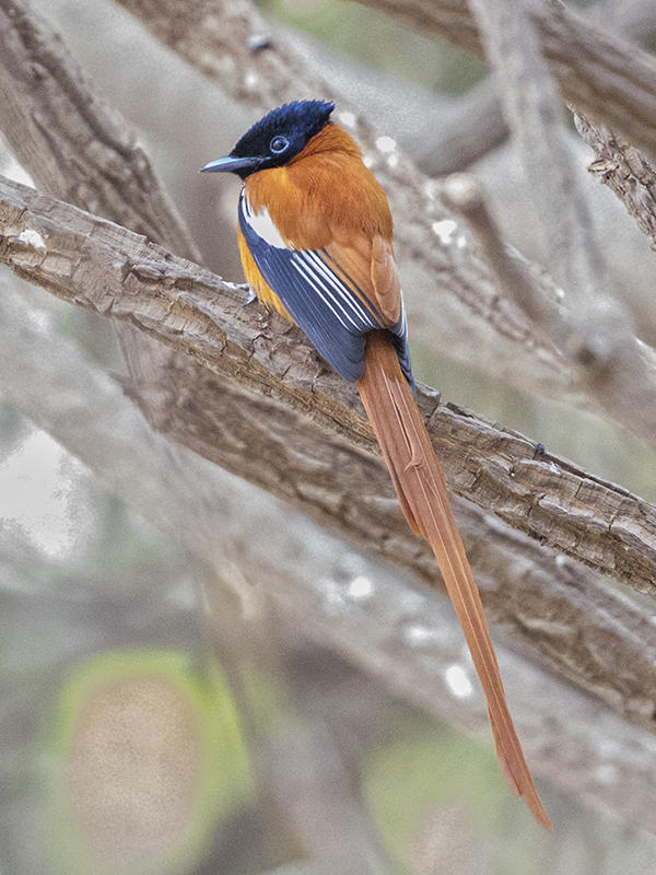 African Red-bellied Paradise Flycatcher  Gambia
