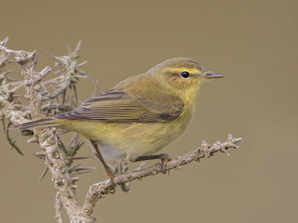 Willow Warbler  Llandudno