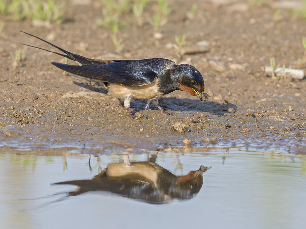 Barn Swallow  Bulgaria