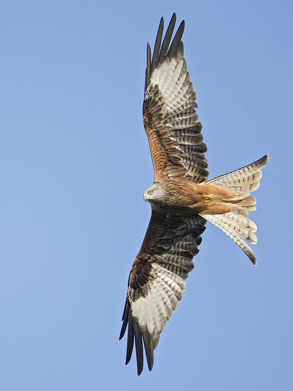 Red Kite  Gigrin Farm, Rhayader