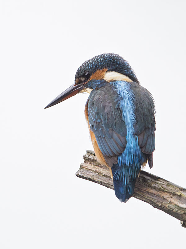 Kingfisher   Bangor,Wales