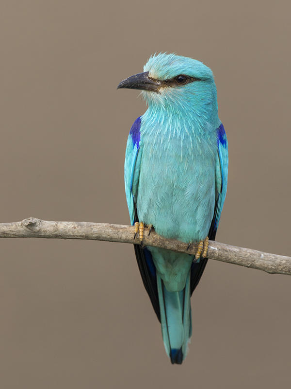 European Roller    Hortobagy,Hungary