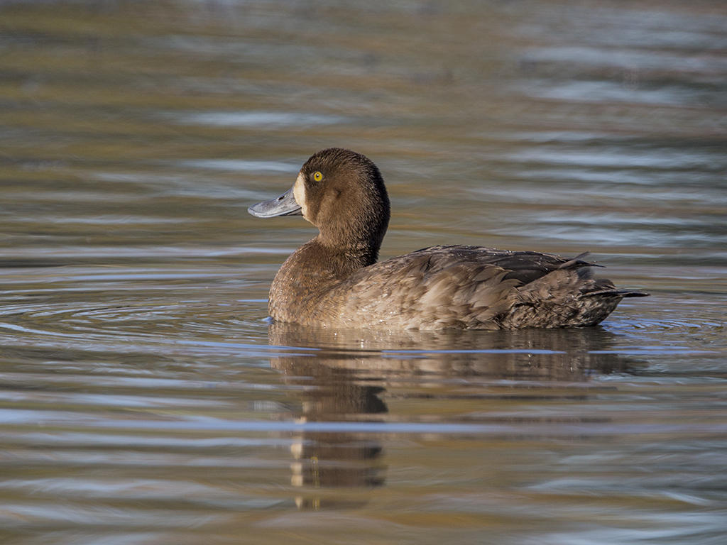 Scaup   Wales