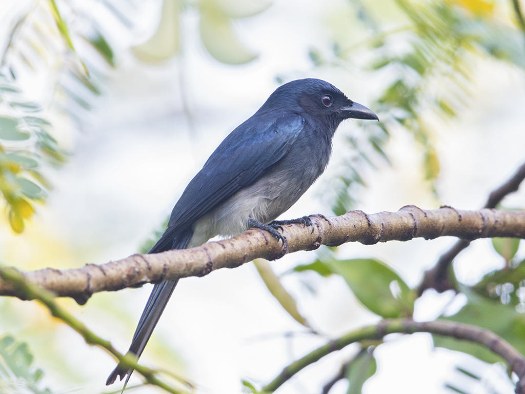  White Bellied Drongo    Sri Lanka 