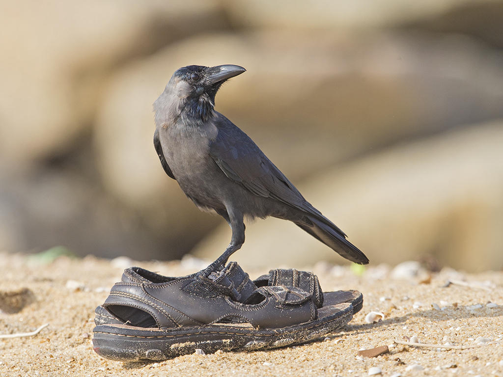 House Crow   Sri Lanka