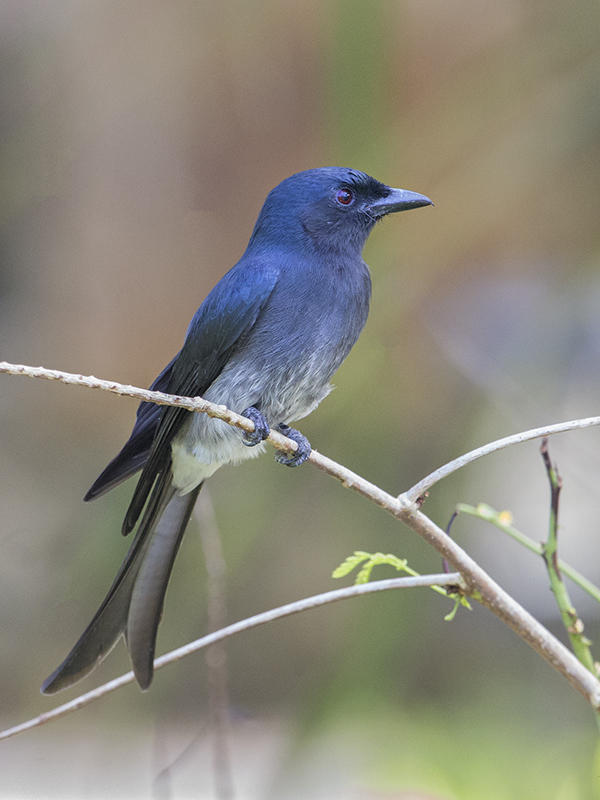 Drongo,White Bellied 
