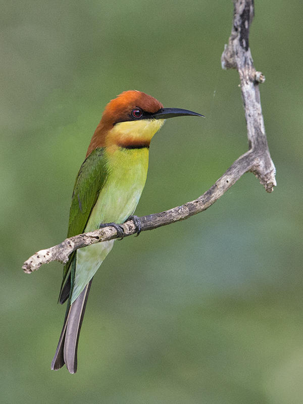 Bee-eater,Chestnut-headed 