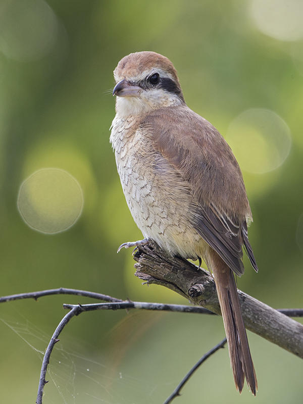 Brown Shrike    Sri Lanka