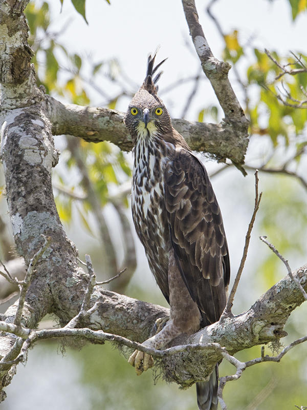 Crested Hawk Eagle  Sri Lanka 