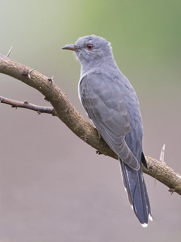 Cuckoo,Grey-bellied 