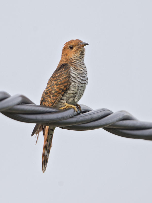 Grey-bellied Cuckoo     Sri Lanka