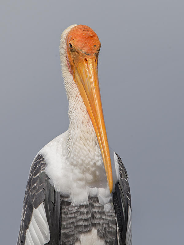 Stork,Painted 