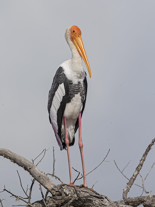 Painted Stork    Sri Lanka