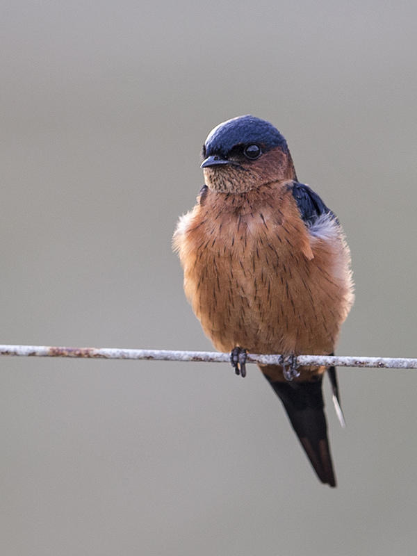 Swallow,Sri Lanka
