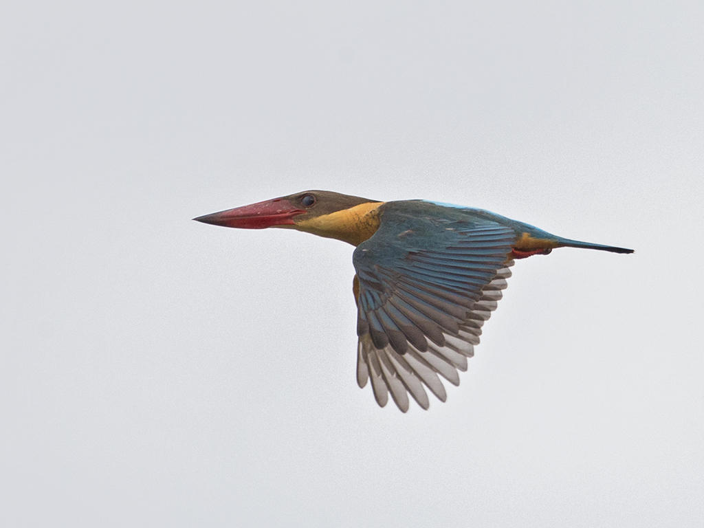 Stork-billed Kingfisher   Sri Lanka