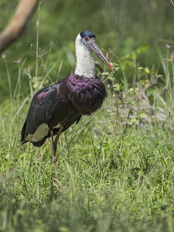 Wooly-necked Stork  Sri Lanka