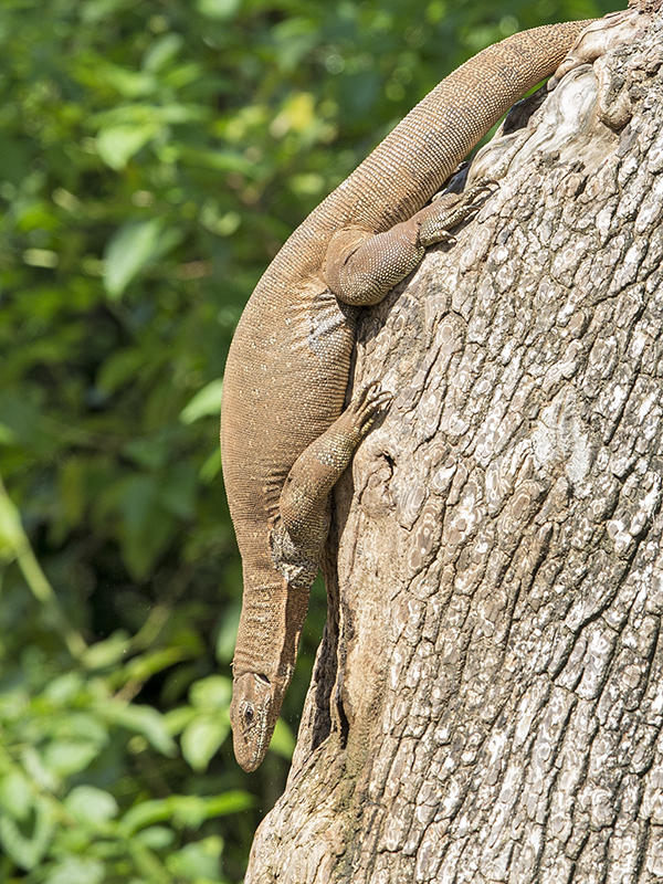 Lizard,Land Monitor 