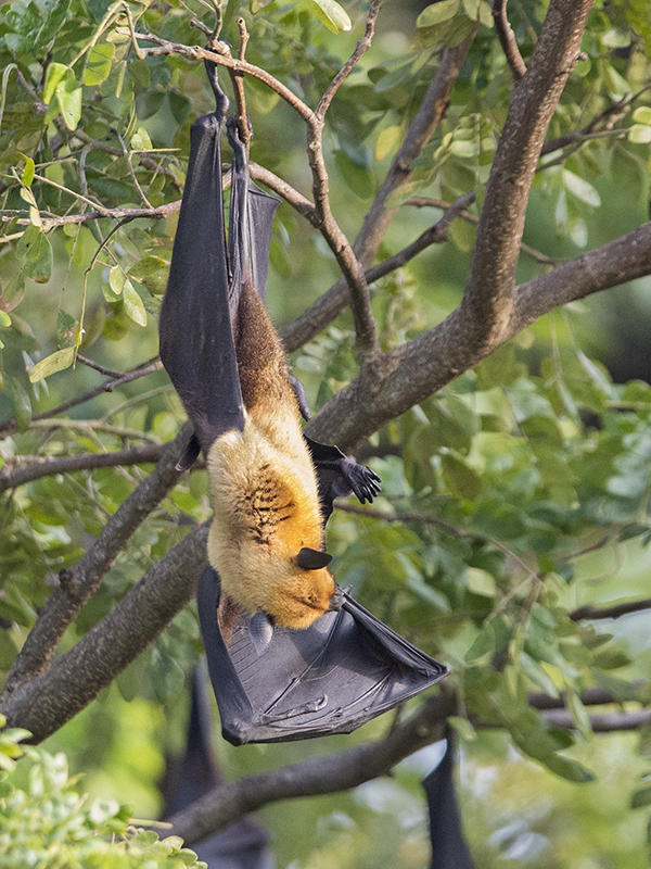 Indian Flying Fox   Sri Lanka