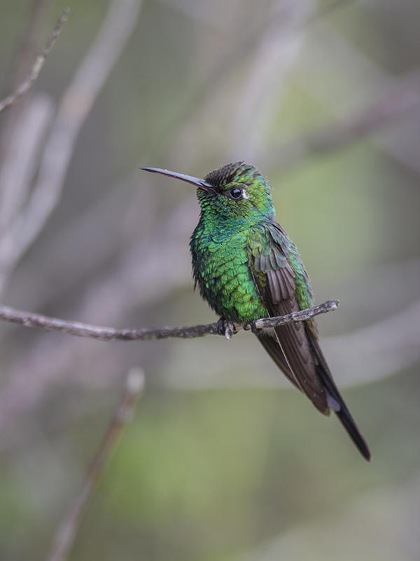 Cuban Emerald   male