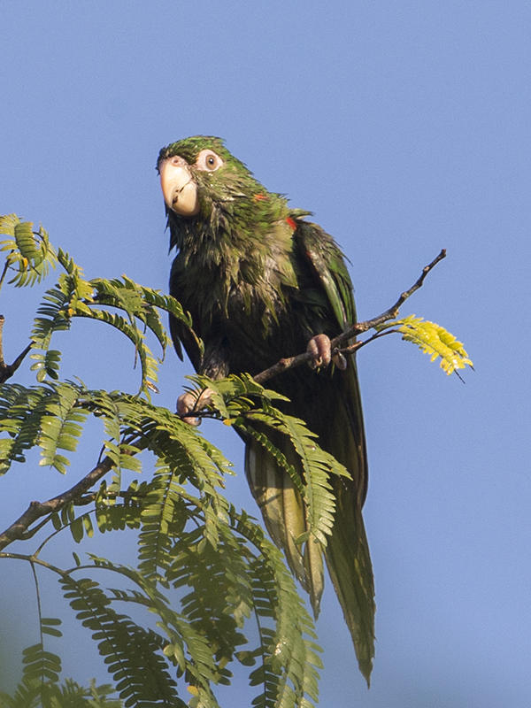 Cuban Parakeet        endemic to Cuba
