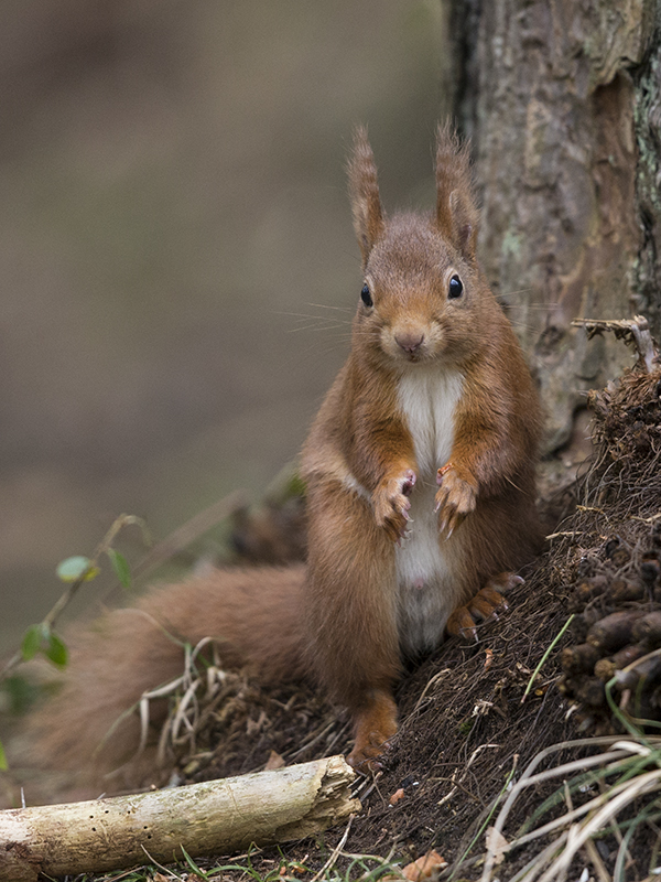 Red Squirrel  Wales