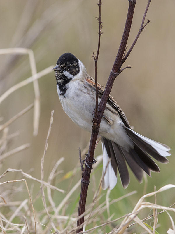 Reed Bunting   Wirral