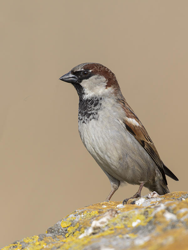 House Sparrow Wirral