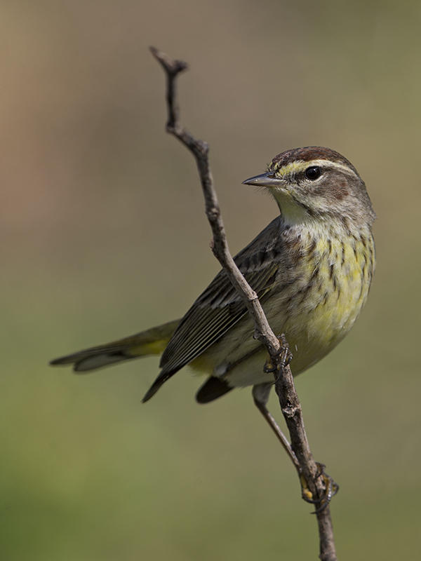 Palm Warbler.    Cuba