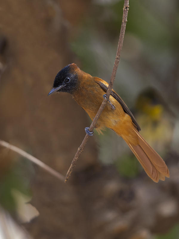 African Red-bellied Paradise Flycatcher  Gambia