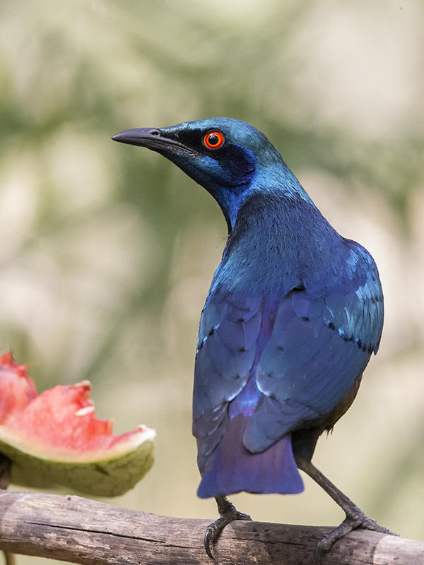 Bronze-tailed Glossy Starling    Gambia