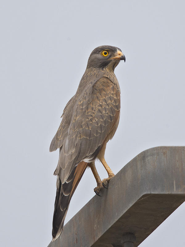 Grasshopper Buzzard Gambia