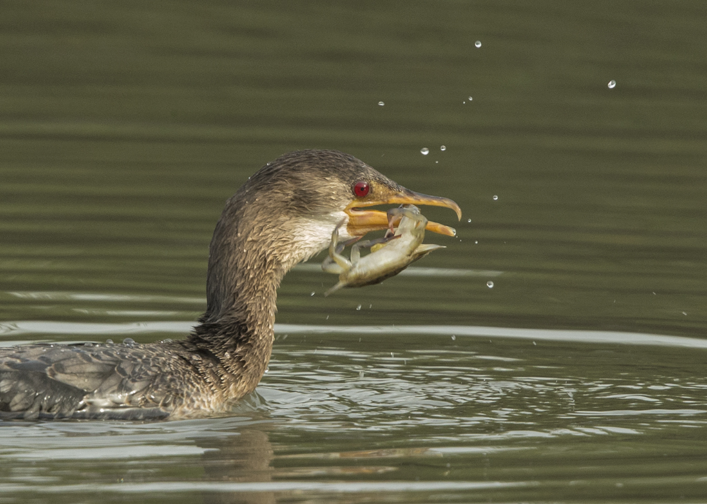 Long-tailed Cormorant     Gambia