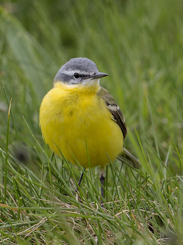 (Blue-headed) Yellow Wagtail     Wales