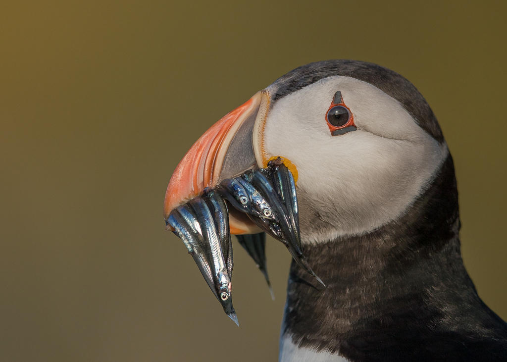 Atlantic Puffin    Scotland