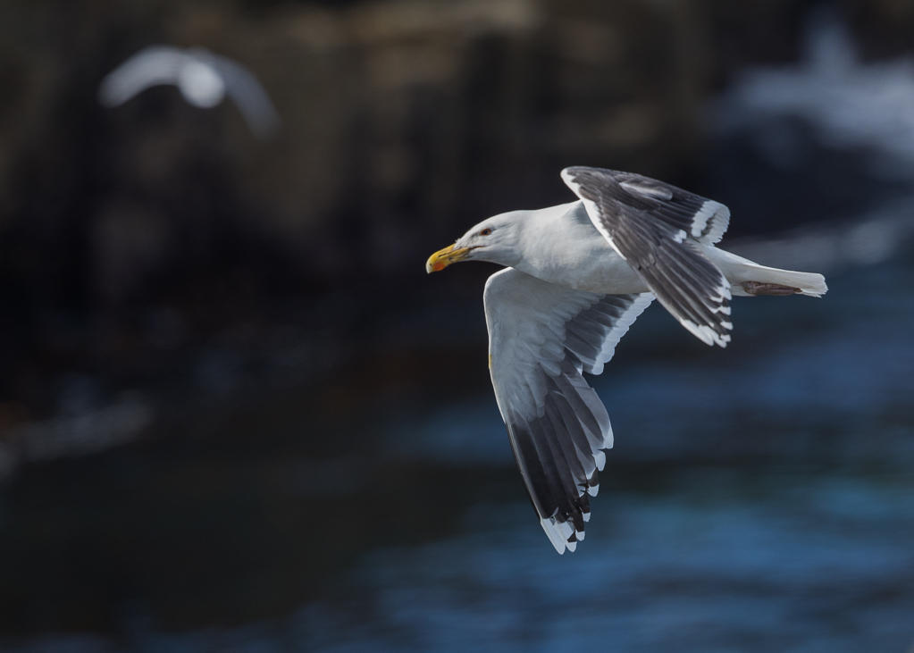 Great Black-backed Gull    Scotland