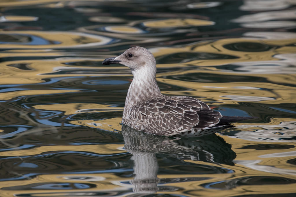 Yellow-legged Gull    Italy