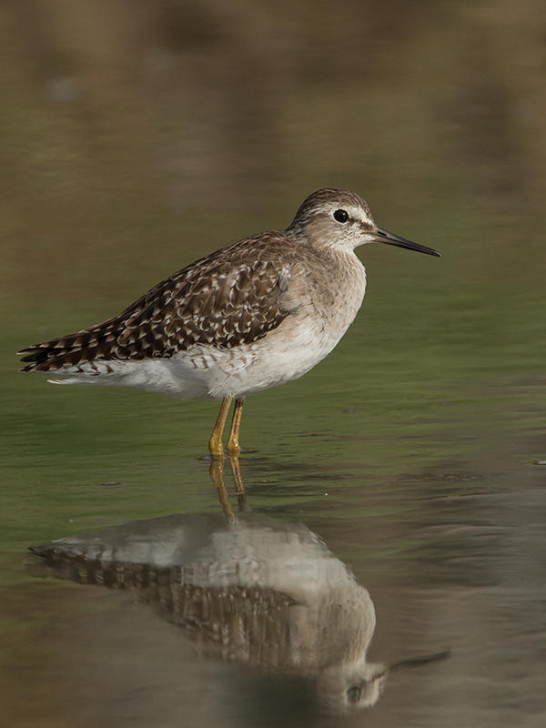 Wood Sandpiper  Gambia