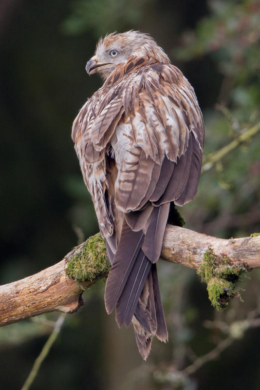 Red Kite Gigrin Farm, Rhayader